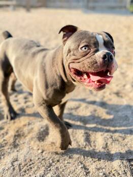 American Bulldog Dogs Available for Adoption in Muskegon, Michigan - Spud | PetCurious
