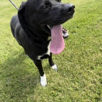 Benny -  Black Labrador Retriever and Rottweiler Dog for Adoption in Bryan, Ohio - Benny | PetCurious