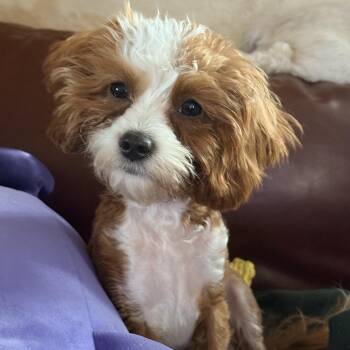 Lloyd -  Cavapoo Dog for Adoption in Mooresville, North Carolina - Lloyd | PetCurious