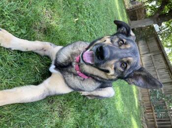 Rescue German Shepherd Dog Dogs for Adoption in Red Bluff, California - Roz | PetCurious
