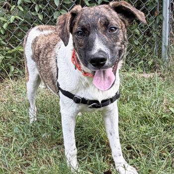 Larry -  Mixed Breed and Feist Dog for Adoption in Upper Township, New Jersey - Larry | PetCurious