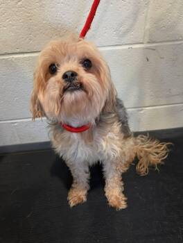 Lady -  Yorkshire Terrier Dog for Adoption in Sparta, Wisconsin - Lady | PetCurious