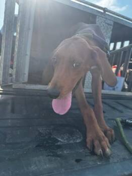 Red -  Coonhound and Mixed Breed Dog for Adoption in Port St. Joe, Florida - Red | PetCurious