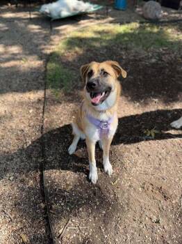 26-015 Alanna -  German Shepherd Dog and Great Pyrenees Dog for Adoption in Richardson, Texas - 26-015 Alanna | PetCurious