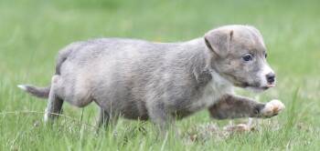 Chihuahua and Terrier Dogs Available for Adoption in Mechanicsburg, Pennsylvania - Benny | PetCurious