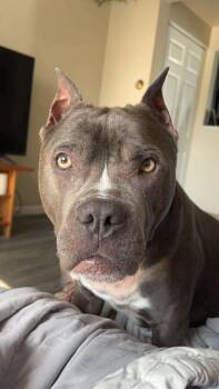 Cane Corso and Pit Bull Terrier Dogs Available for Adoption - Zoe | PetCurious
