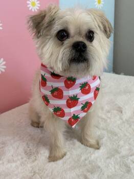 Hazel -  Yorkshire Terrier and Terrier Dog for Adoption in Mission Viejo, California - Hazel | PetCurious
