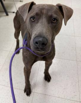 Rescue Pit Bull Terrier Dogs for Adoption in Binghamton, New York - Mountain Dew | PetCurious