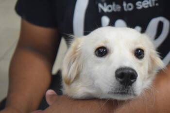 Pistachio -  Spaniel and Pomeranian Dog for Adoption in Pahrump, Nevada - Pistachio | PetCurious