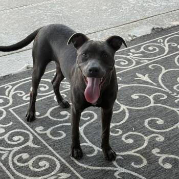 Onyx -  Pit Bull Terrier Dog for Adoption in Martinez, California - Onyx | PetCurious
