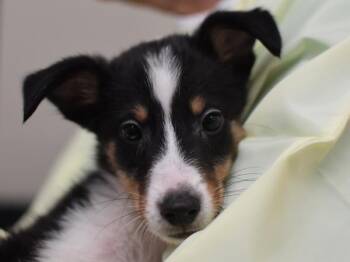 Roy -  Shetland Sheepdog Sheltie and Terrier Dog for Adoption in Portland, Oregon - Roy | PetCurious