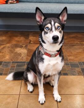 Creek -  Husky Dog for Adoption in Cottonwood, Arizona - Creek | PetCurious
