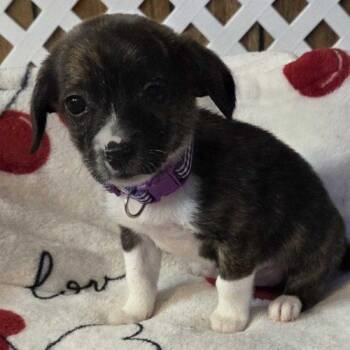 Fruity Yummy Mummy -  Mixed Breed Dog for Adoption in Toms River, New Jersey - Fruity Yummy Mummy | PetCurious