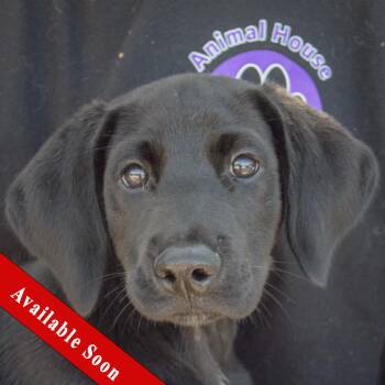 Bo -  Black Labrador Retriever Dog for Adoption in Huntley, Illinois - Bo | PetCurious