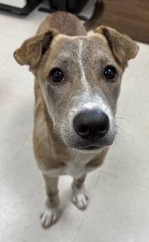 Newton -  Shepherd and Mixed Breed Dog for Adoption in Park Row, Texas - Newton | PetCurious