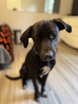 Rescue Labrador Retriever and Hound Dogs for Adoption in High Point, North Carolina - Travis | PetCurious