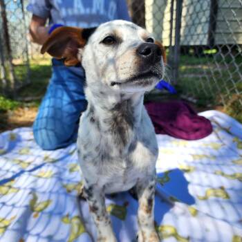 Australian Cattle Dog Blue Heeler and Mixed Breed Dogs Available for Adoption in Houston, Texas - Albus | PetCurious