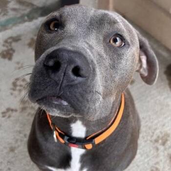 Pit Bull Terrier Dogs Available for Adoption in The Colony, Texas - Smokey | PetCurious