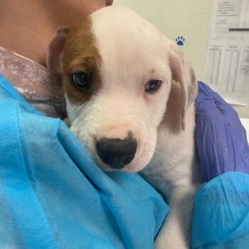 Leon Kennedy -  Mixed Breed Dog for Adoption in Charleston, West Virginia - Leon Kennedy | PetCurious