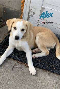 Alex -  Great Pyrenees Dog for Adoption in Council Bluffs, Iowa - Alex | PetCurious