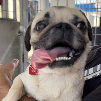 Pug Dogs Available for Adoption - Popcorn A2258409 | PetCurious