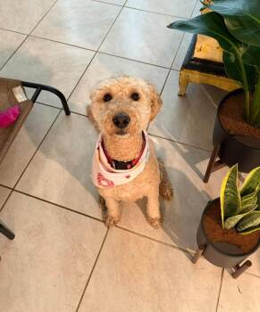 Peaches -  Goldendoodle Dog for Adoption in Orlando, Florida - Peaches | PetCurious