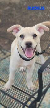 Ruckus -  Retriever and Hound Dog for Adoption in Norfolk, Massachusetts - Ruckus | PetCurious