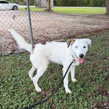 Sock Puppet -  Collie and Australian Shepherd Dog for Adoption in Carencro, Louisiana - Sock Puppet | PetCurious