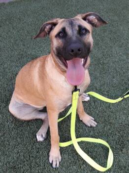 Bella -  Black Mouth Cur Dog for Adoption in Mesquite, Nevada - Bella | PetCurious