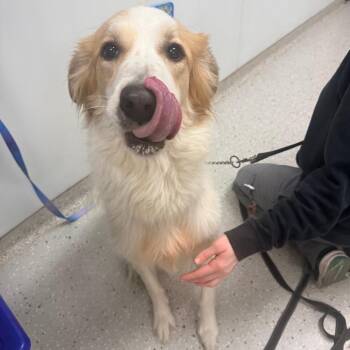 Great Pyrenees Dogs Available for Adoption in Indianapolis, Indiana - Xena Ray | PetCurious
