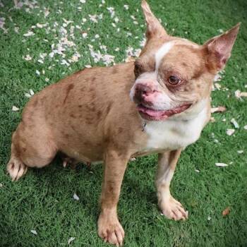 Carla -  Boston Terrier Dog for Adoption in Zionsville, Indiana - Carla | PetCurious