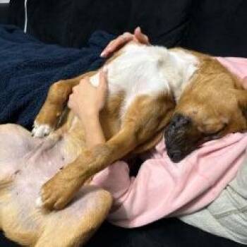 Labrador Retriever Dogs Available for Adoption - Loki | PetCurious