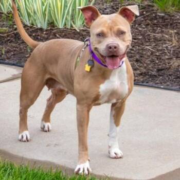 WONTON -  Pit Bull Terrier and Mixed Breed Dog for Adoption in St. Louis, Missouri - WONTON | PetCurious