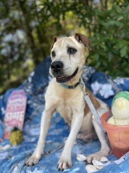 Sir -  Hound Dog for Adoption in Sebring, Florida - Sir | PetCurious