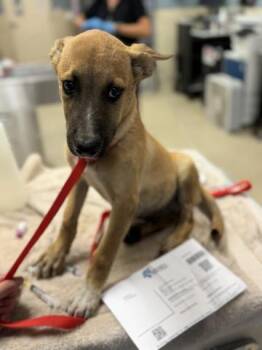 A1934642 -  German Shepherd Dog and Mixed Breed Dog for Adoption in Riverside, California - A1934642 | PetCurious