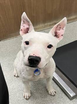 RUMBLE -  Pit Bull Terrier Dog for Adoption in Loveland, Colorado - RUMBLE | PetCurious