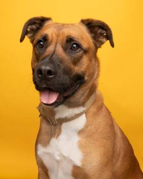 Walrus -  Mixed Breed Dog for Adoption in Florence, Oregon - Walrus | PetCurious