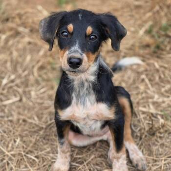 Dixie -  Australian Shepherd Dog for Adoption in Anderson, South Carolina - Dixie | PetCurious