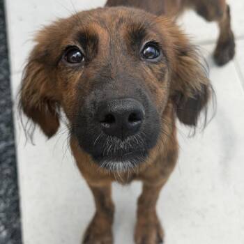 Clementine -  Chocolate Labrador Retriever and Golden Retriever Dog for Adoption in Juno Beach, Florida - Clementine | PetCurious
