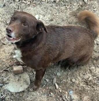 Chocolate Labrador Retriever Dogs Available for Adoption - Cappy (GREAT Family Companion) | PetCurious