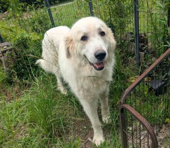 DARBY -  Great Pyrenees Dog for Adoption in Fosters, Alabama - DARBY | PetCurious