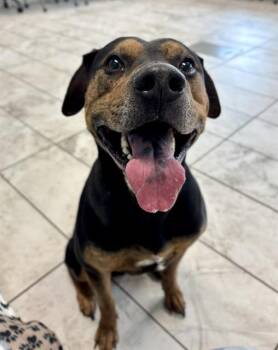 Pit Bull Terrier Dogs Available for Adoption in Kalamazoo, Michigan - APOLLO | PetCurious