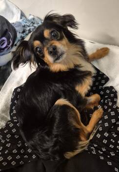 Sophie -  Pomeranian Dog for Adoption in Grand Rapids, Michigan - Sophie | PetCurious