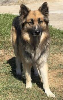 Chico -  German Shepherd Dog and Mixed Breed Dog for Adoption in Fresno, California - Chico | PetCurious