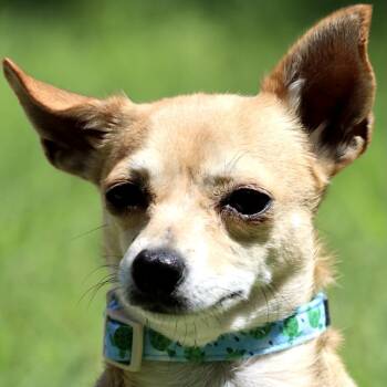 Muffin -  Chihuahua Dog for Adoption in Hondo, Texas - Muffin | PetCurious