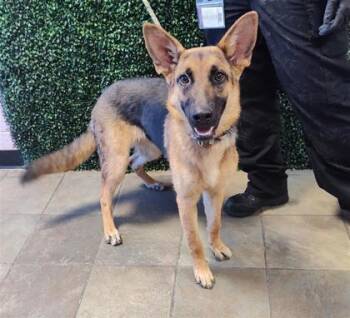 61227322 -  German Shepherd Dog and Mixed Breed Dog for Adoption in El Paso, Texas - 61227322 | PetCurious