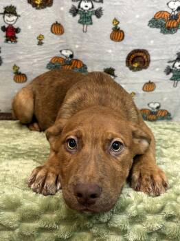 261365  McMuffin -  Pit Bull Terrier and Australian Shepherd Dog for Adoption in Wetumpka, Alabama - 261365  McMuffin | PetCurious
