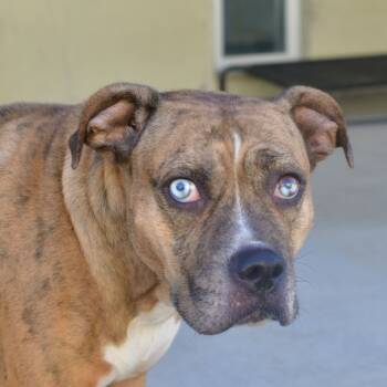 Rescue Pit Bull Terrier and Mixed Breed Dogs for Adoption in Ottawa, Kansas - Pebble | PetCurious