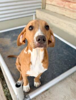 Timon -  Mixed Breed Dog for Adoption in Severance, Colorado - Timon | PetCurious