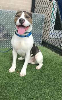 Pit Bull Terrier Dogs Available for Adoption in Eagle, Idaho - Gojo **Courtesy Post. Out Of Town Pet. See Below For Details** | PetCurious